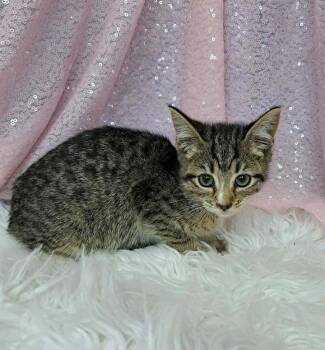 Rescue Domestic Short Hair Cats for Adoption in Clarkesville, Georgia - Marbles | PetCurious