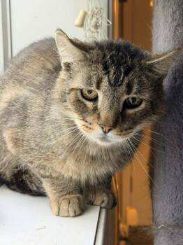 Domestic Short Hair Cats Available for Adoption in Trenton, New Jersey - Fluffy Bob | PetCurious