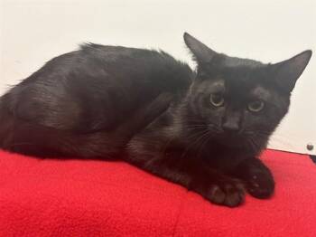 PUMPKIN -  Domestic Short Hair Cat for Adoption in Sacramento, California - PUMPKIN | PetCurious