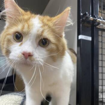 Sergeant Peanut Butter -  Domestic Medium Hair Cat for Adoption in Puslinch, Ontario - Sergeant Peanut Butter | PetCurious