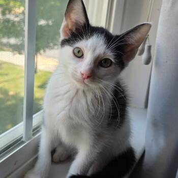 Olive -  Domestic Short Hair Cat for Adoption in Potomac, Maryland - Olive | PetCurious