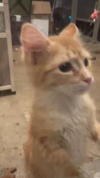 Tabby and Domestic Medium Hair Cats Available for Adoption - Rosetta | PetCurious