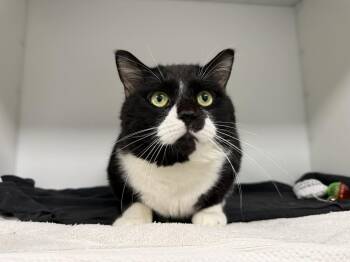 Domestic Short Hair Cats Available for Adoption in Delson, Quebec - Oreo | PetCurious