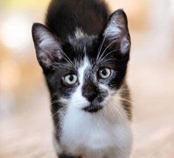 Pepper -  Domestic Short Hair and Tabby Cat for Adoption in San Antonio, Texas - Pepper | PetCurious