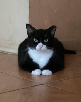Rescue Domestic Short Hair Cats for Adoption in South Miami, Florida - Yoshi | PetCurious