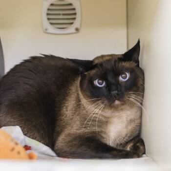 Tadashi -  Siamese Cat for Adoption in Los Angeles, California - Tadashi | PetCurious