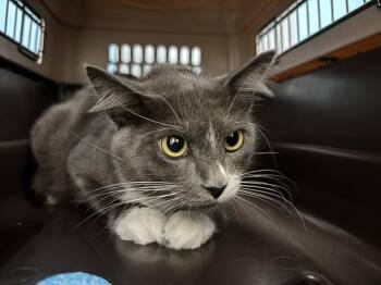 MULLET -  Domestic Short Hair Cat for Adoption in Rowlett, Texas - MULLET | PetCurious