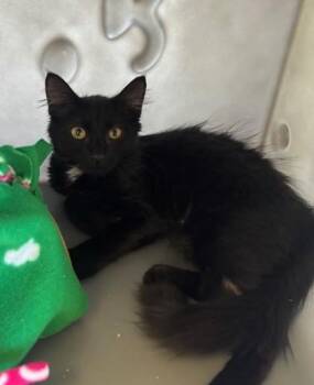 Domestic Medium Hair and Domestic Short Hair Cats Available for Adoption - Little Brother | PetCurious