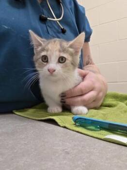Darlin -  Domestic Short Hair Cat for Adoption in Westland, Michigan - Darlin | PetCurious
