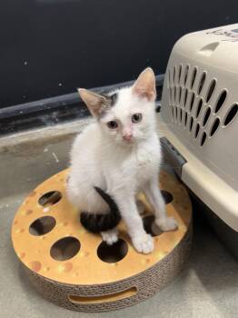 Jorja -  Domestic Short Hair Cat for Adoption in Palmetto, Florida - Jorja | PetCurious