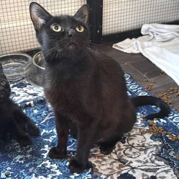 Yahtzee -  American Shorthair Cat for Adoption in Houston, Texas - Yahtzee | PetCurious
