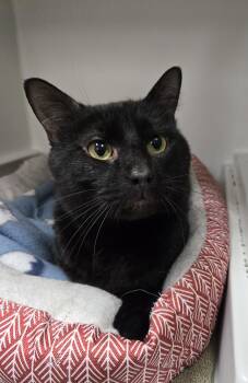 Rescue Domestic Short Hair Cats for Adoption in Hayward, Wisconsin - Gus | PetCurious