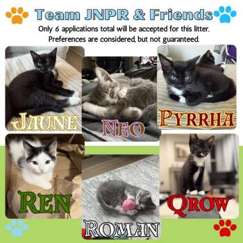 Domestic Short Hair Cats Available for Adoption in Renfrew, Pennsylvania - Team JNPR Litter | PetCurious