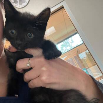 American Shorthair Cats Available for Adoption in Englewood, Florida - Jim Bob | PetCurious