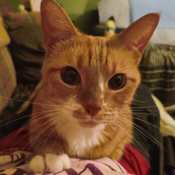 Rescue Domestic Short Hair Cats for Adoption in Evansville, Indiana - Rue | PetCurious