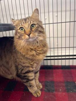 Domestic Long Hair Cats Available for Adoption in Winthrop, Maine - Sir Joseph Bobcaticus | PetCurious