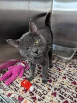 Wonder -  Domestic Short Hair Cat Available for Adoption in Hartsville, South Carolina - Wonder | PetCurious