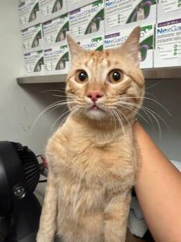 Budge -  Domestic Short Hair Cat for Adoption in Austin, Texas - Budge | PetCurious