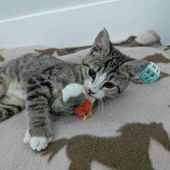 Sandy -  Domestic Short Hair Cat for Adoption in West Richland, Washington - Sandy | PetCurious