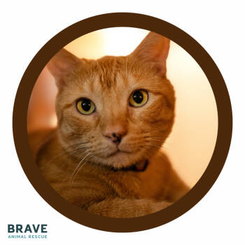 Rescue Domestic Short Hair Cats for Adoption in Lincoln, Nebraska - Sally | PetCurious