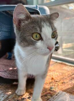 Logan -  Domestic Short Hair Cat for Adoption in Coatesville, Pennsylvania - Logan | PetCurious
