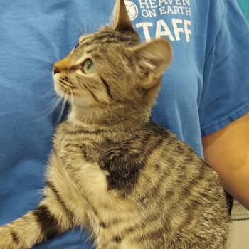 Ramone -  Domestic Short Hair Cat for Adoption in Los Angeles, California - Ramone | PetCurious