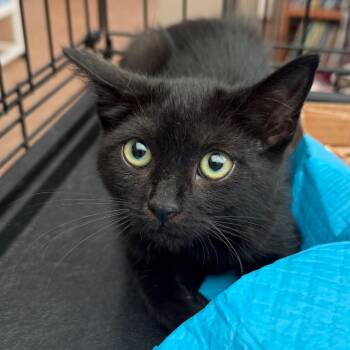 Sooty -  Domestic Short Hair Cat for Adoption in Westminster, California - Sooty | PetCurious