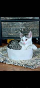 Rescue Domestic Short Hair Cats for Adoption in Mokena, Illinois - Holly | PetCurious