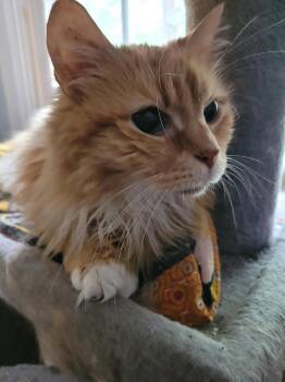 Domestic Long Hair Cats Available for Adoption in Washington Grove, Maryland - Mr. Fluff | PetCurious