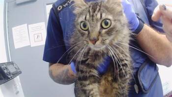 SIENNA -  American Curl Cat for Adoption in Charlotte, North Carolina - SIENNA | PetCurious