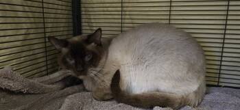 Rescue Siamese Cats for Adoption in Rancho Cucamonga, California - BELL37 | PetCurious