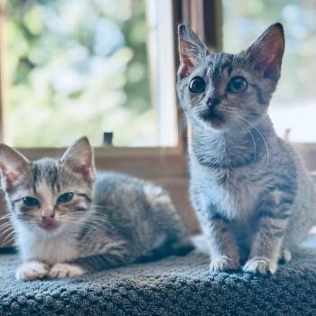 Olive -  Domestic Short Hair Cat for Adoption in Madison, Wisconsin - Olive | PetCurious
