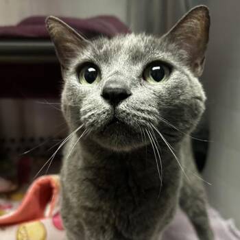 Russian Blue and Domestic Short Hair Cats Available for Adoption in Oakland, California - Asha | PetCurious