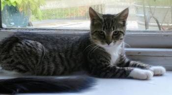 Rescue Domestic Short Hair Cats for Adoption in Bolton, Connecticut - Gideon | PetCurious