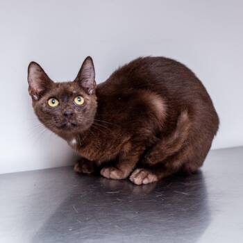 Routon -  Havana and Domestic Short Hair Cat for Adoption in Hattiesburg, Mississippi - Routon | PetCurious