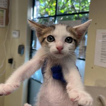 Blue Collar -  Domestic Short Hair Cat for Adoption in Pasadena, California - Blue Collar | PetCurious