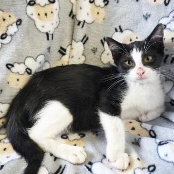 Amaranth -  Domestic Short Hair Cat for Adoption in Mt. Juliet, Tennessee - Amaranth | PetCurious