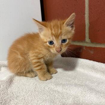 Hitch -  Domestic Short Hair Cat for Adoption in Cabot, Arkansas - Hitch | PetCurious