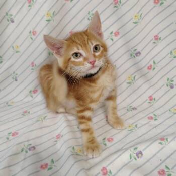 Gobi (black collar) -  Domestic Short Hair Cat for Adoption in Coos Bay, Oregon - Gobi (black Collar) | PetCurious