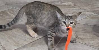 Rescue Domestic Short Hair Cats for Adoption in Houston, Texas - Mabel | PetCurious