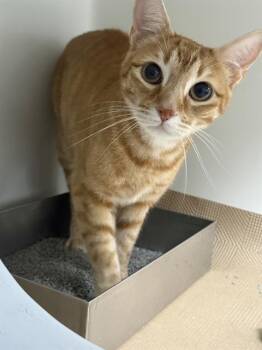 Domestic Short Hair Cats Available for Adoption in Boston, Massachusetts - JELLYBEAN | PetCurious