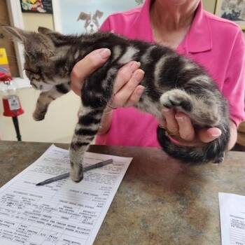 Rescue Tabby Cats for Adoption in Clarksville, Virginia - Swirl | PetCurious