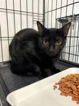 Sooty -  Domestic Short Hair Cat for Adoption in Savannah, Georgia - Sooty | PetCurious