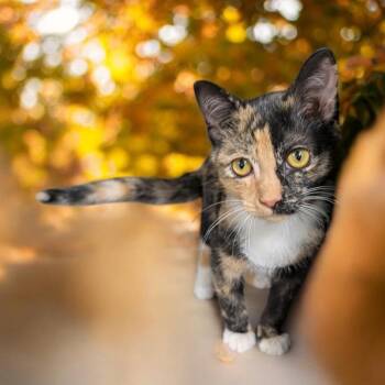 Mariah -  Calico Cat for Adoption in Wilmington, Ohio - Mariah | PetCurious