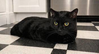 Domestic Short Hair Cats Available for Adoption in Spring Brook, New York - Schwartz | PetCurious