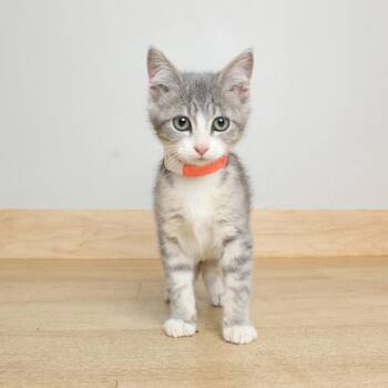 Major C69823 -  Domestic Short Hair Cat for Adoption in Minnetonka, Minnesota - Major C69823 | PetCurious