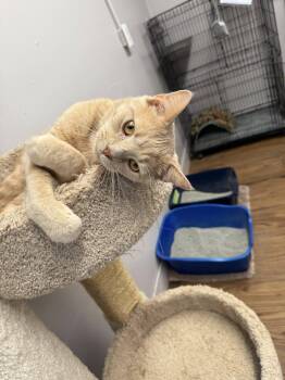 Rescue Domestic Short Hair Cats for Adoption in Indianapolis, Indiana - Cheeto | PetCurious