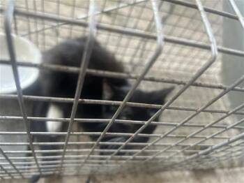 Rescue Domestic Short Hair Cats for Adoption in Houston, Texas - A639007 | PetCurious