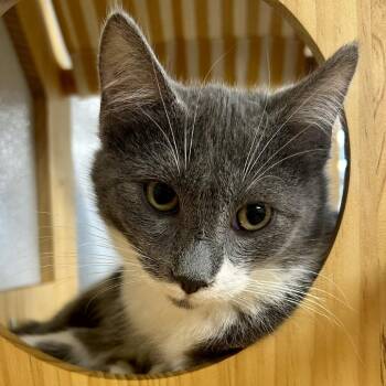 Husker -  Domestic Short Hair Cat for Adoption in Saint Joseph, Missouri - Husker | PetCurious