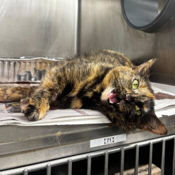 Little Sweetie -  Domestic Short Hair Cat for Adoption in Chicago, Illinois - Little Sweetie | PetCurious
